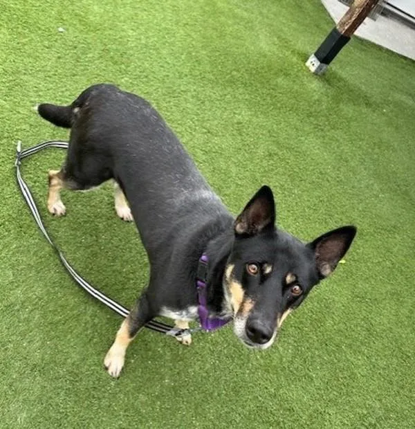 An adult medium-sized female Australian Kelpie dog named Lulu for adoption in Oceanside, CA