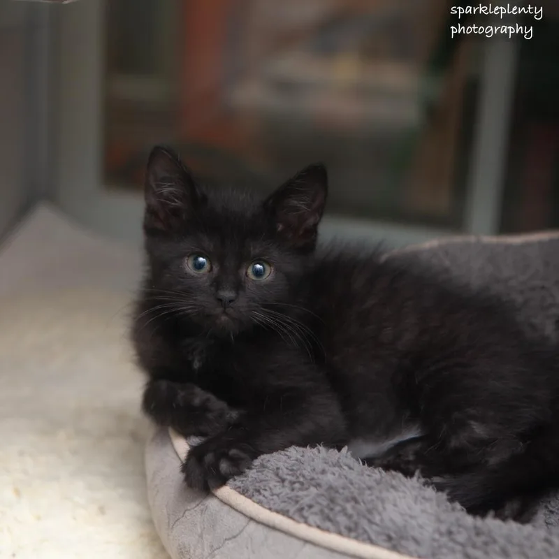 A baby medium-sized male Black Domestic Short Hair cat named Vinny for adoption in Ridgefield, CT