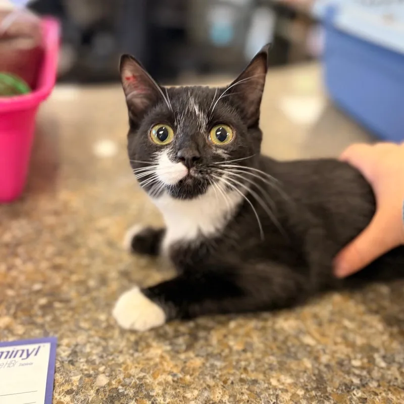 A baby small-sized female Domestic Short Hair cat named Chai for adoption in Spokane, WA