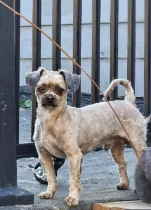 An adult small-sized male Shih Tzu dog named Guy for adoption in Sioux Falls, SD