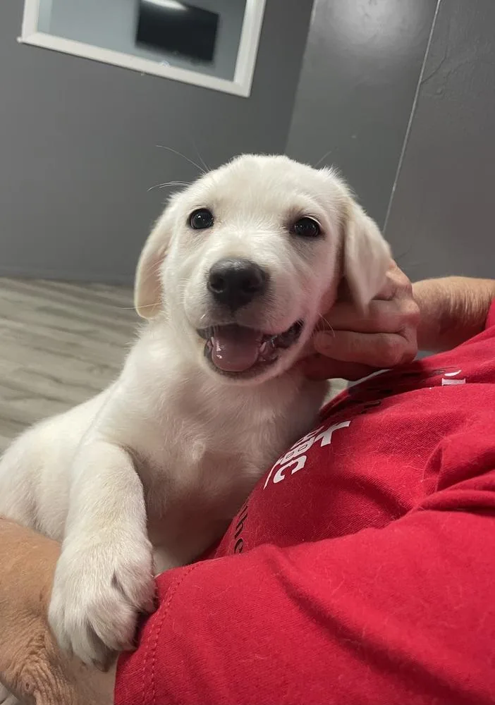 A baby large-sized female White / Cream Labrador Retriever dog named Columbu  Dolly for adoption in Broomfield, CO