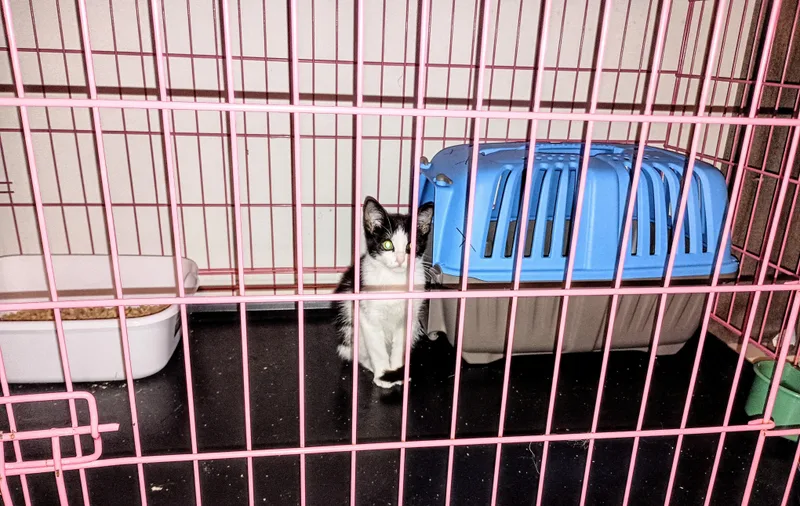 A baby small-sized female Black & White / Tuxedo Domestic Short Hair cat named Panda for adoption in Ridgeland, MS