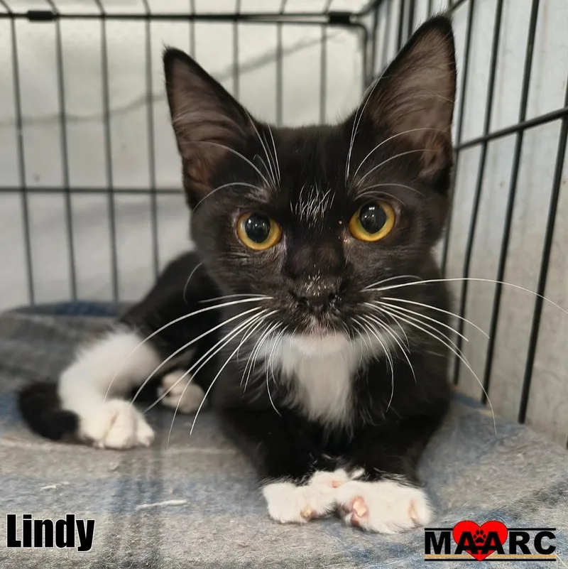A baby medium-sized female Domestic Short Hair cat named Lindy for adoption in Maryville, TN