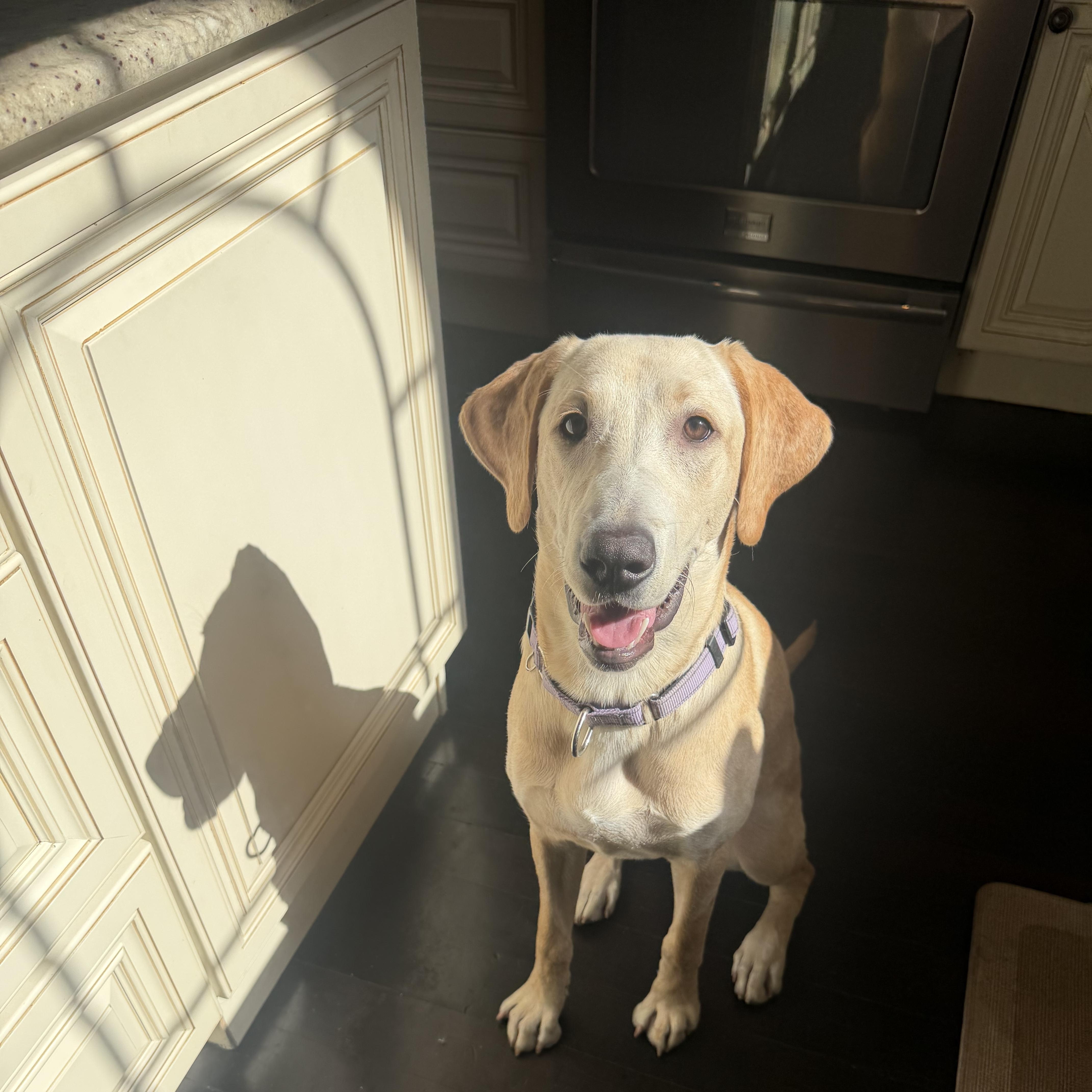 A young large-sized female White / Cream Yellow Labrador Retriever dog named Sunni for adoption in Cranston, RI