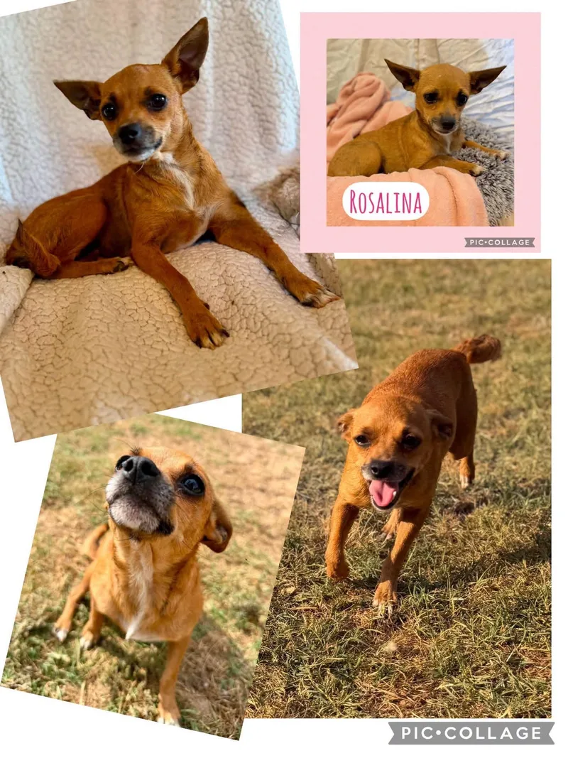 An adult small-sized female Red / Chestnut / Orange Chihuahua dog named Rosalina for adoption in Enterprise, AL
