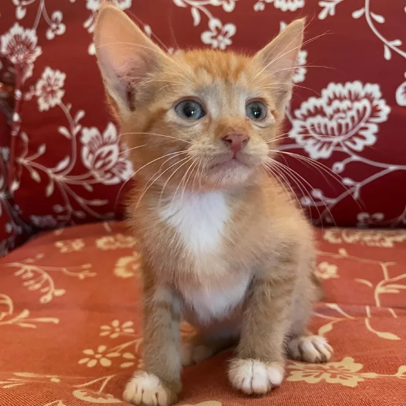 A baby small-sized male Orange / Red Domestic Short Hair cat named Jeremy for adoption in Granby, MO