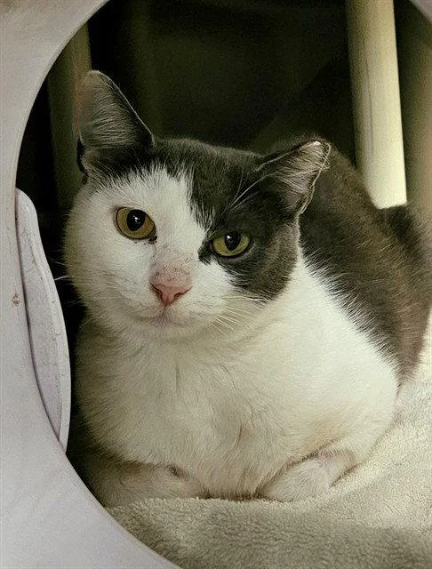 A young medium-sized female Gray / Blue / Silver Domestic Medium Hair cat named Salsa for adoption in Clyde, NC