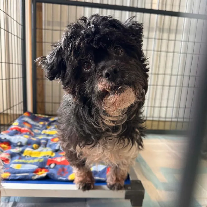 A senior small-sized male Black Mixed Breed dog named Pepper for adoption in Buffalo, MN