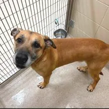 An adult large-sized male Brown / Chocolate Shepherd dog named Alfred for adoption in Novelty, OH