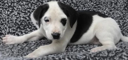 A baby medium-sized female Labrador Retriever dog named Annie for adoption in Thief River Falls, MN