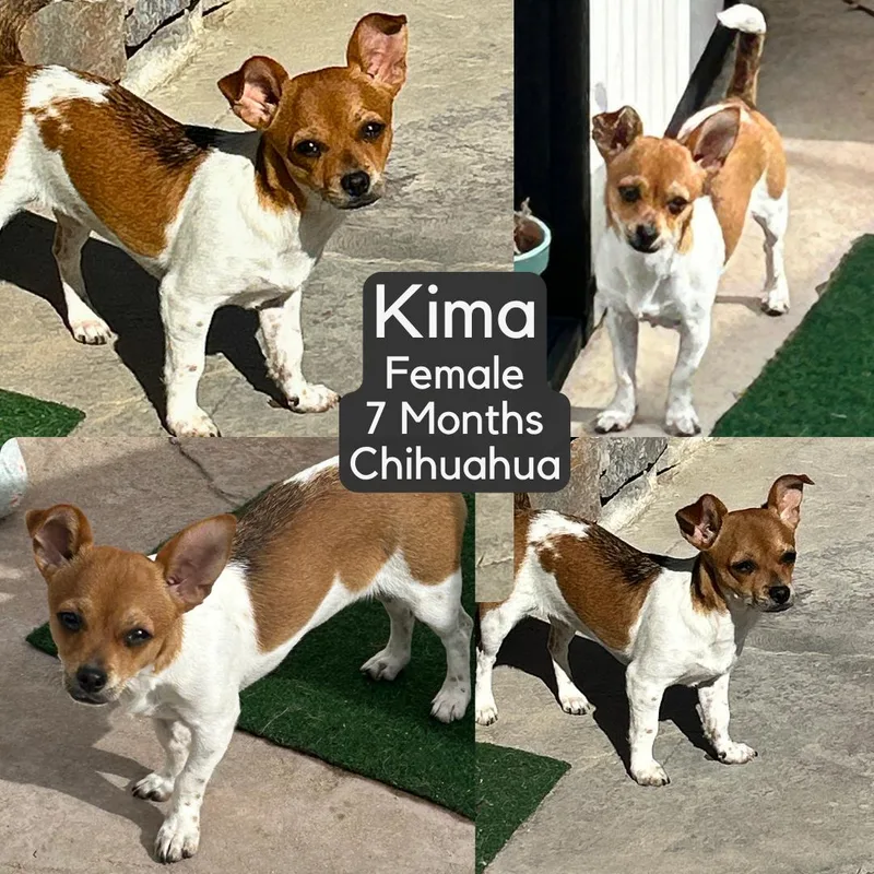 Kima