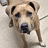 A young large-sized male Apricot / Beige Pit Bull Terrier dog named Quincy URGENT for adoption in Thousand Oaks, CA