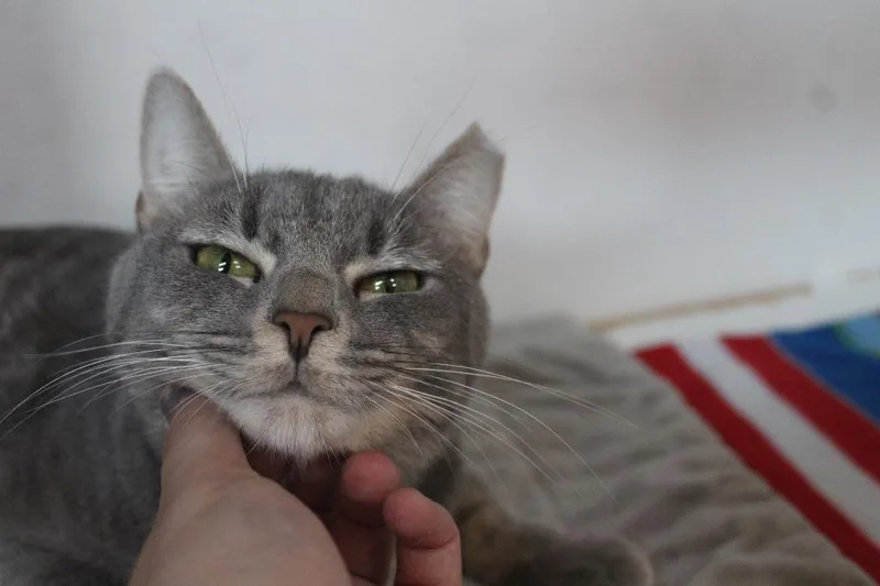 An adult medium-sized female Tabby (Gray / Blue / Silver) Domestic Short Hair cat named Val for adoption in Chestertown, MD