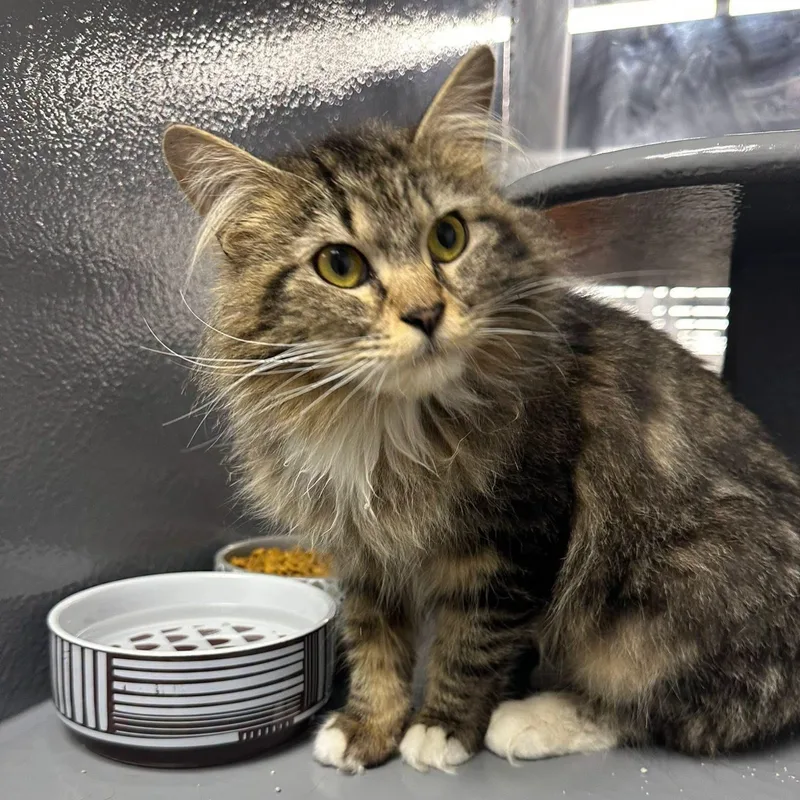 An adult medium-sized female Tabby (Buff / Tan / Fawn) Domestic Long Hair cat named Mandy for adoption in Bourne, MA