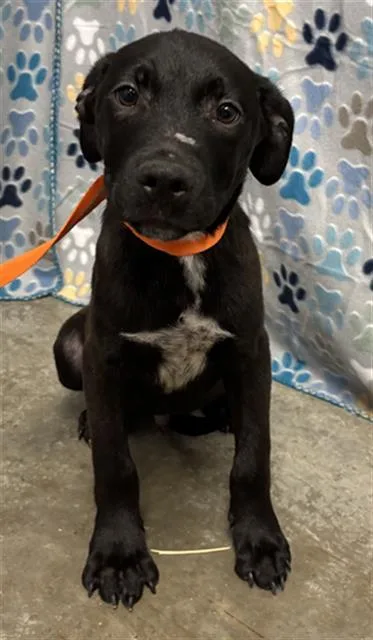A baby small-sized male Labrador Retriever dog named Java for adoption in Rosenberg, TX