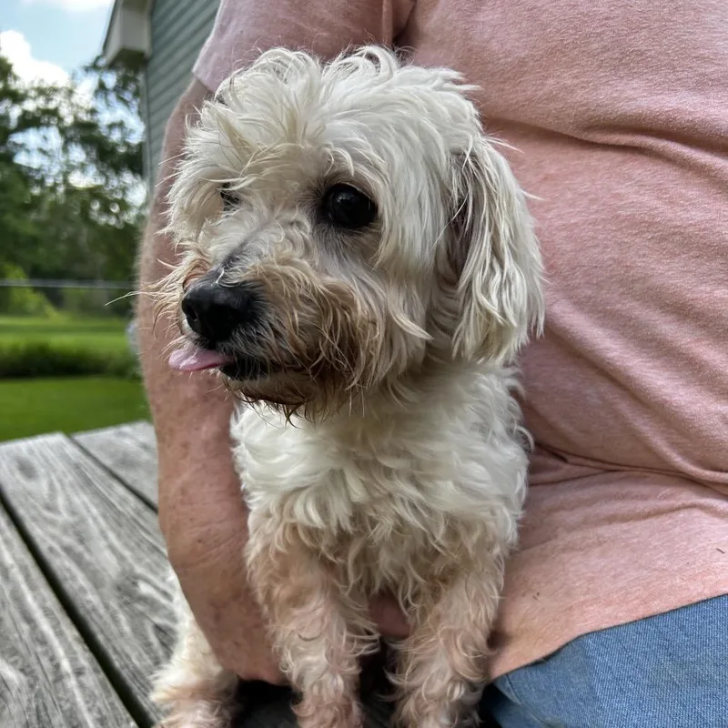 A senior small-sized female White / Cream Maltese dog named Shimmer for adoption in Santa Fe, TX
