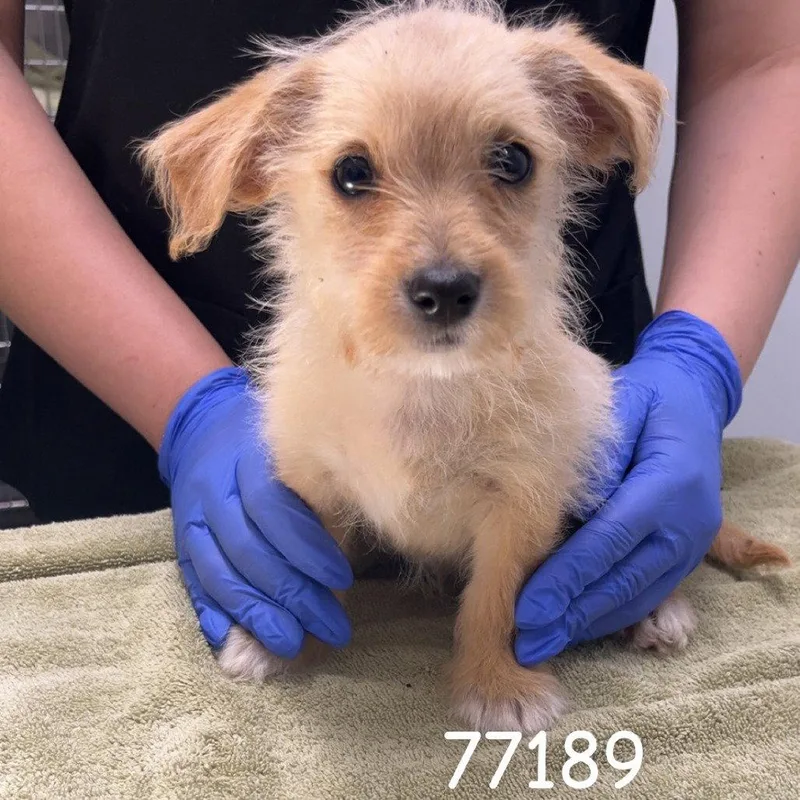 A baby small-sized male Terrier dog named Tundra for adoption in Chico, CA