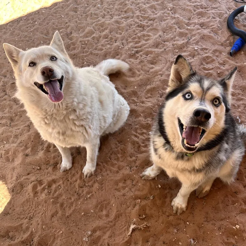 An adult medium-sized male Black Husky dog named Just Ken for adoption in Kanab, UT