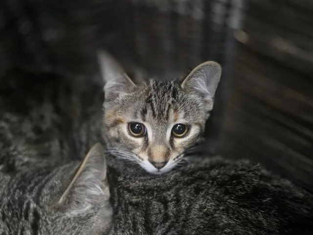 A baby small-sized female Domestic Short Hair cat named Fern for adoption in Antioch, CA