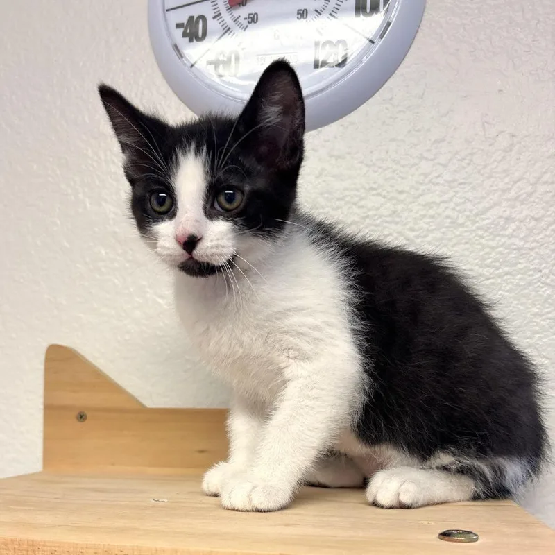 Ferdinand thumbnail 3