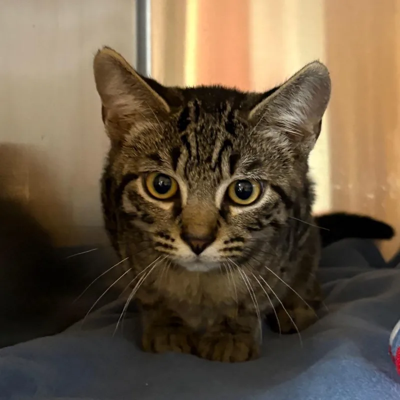 A baby small-sized male Domestic Short Hair cat named Capy for adoption in Shinnston, WV