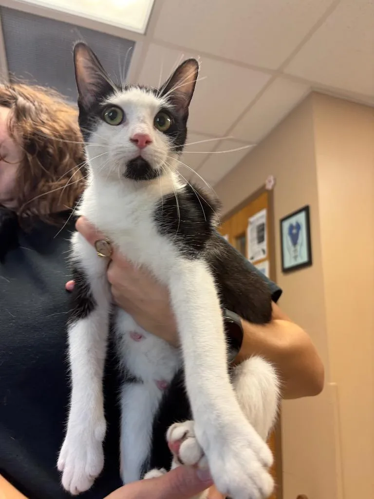 A young small-sized female Domestic Short Hair cat named Angelica for adoption in Maumelle, AR