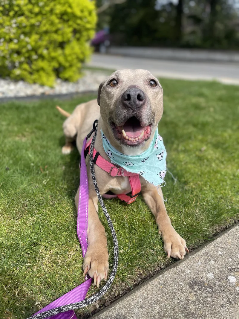 An adult medium-sized female Yellow / Tan / Blond / Fawn Pit Bull Terrier dog named Little Mama for adoption in lynnwood , WA