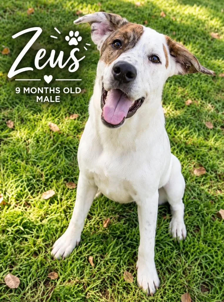 Zeus thumbnail 2