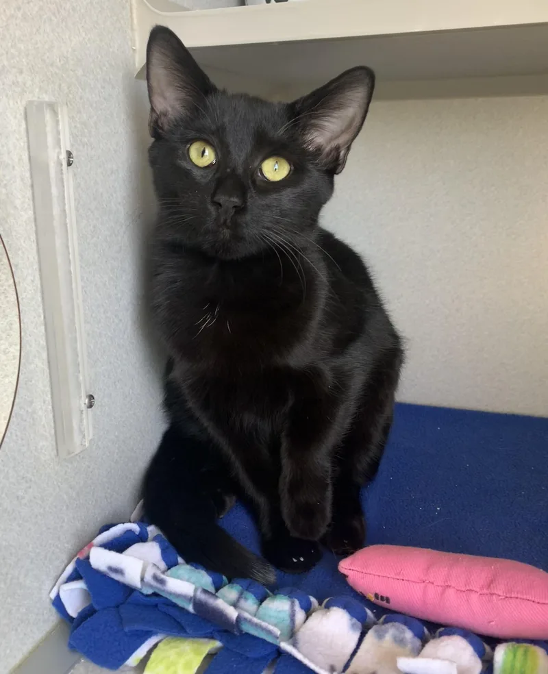 A young small-sized male Black Domestic Short Hair cat named Apple for adoption in Bisbee, AZ