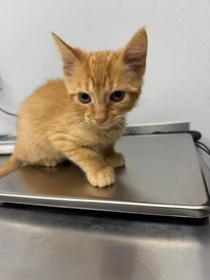 An adult small-sized male Domestic Short Hair cat named Finch for adoption in Port Allen, LA