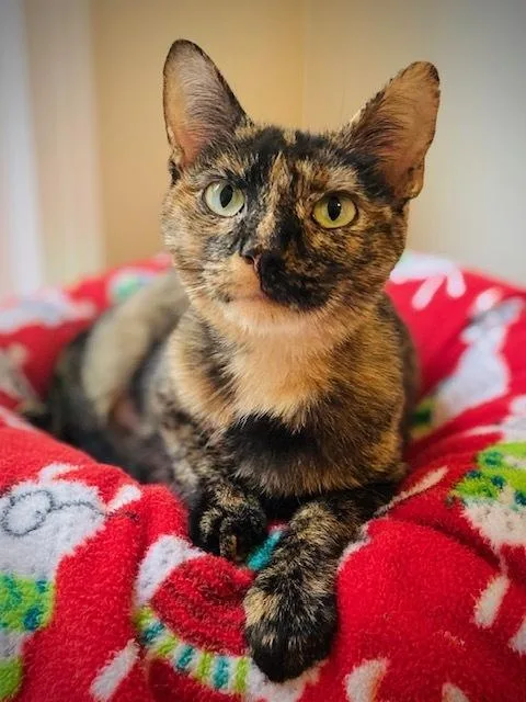 An adult medium-sized female Domestic Short Hair cat named Anita for adoption in Duxbury, MA