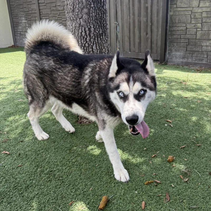 An adult large-sized male White / Cream Husky dog named Mavi Jim for adoption in LOXAHATCHEE, FL