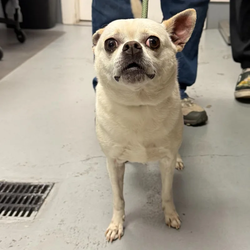 A young small-sized male Chihuahua dog named Tostito for adoption in Ewing, NJ