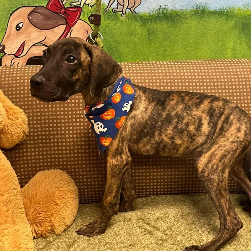 A baby medium-sized male Cane Corso dog named Abel for adoption in Blairstown, NJ