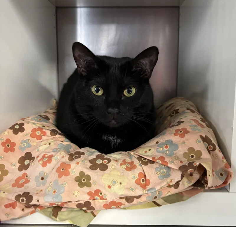 An adult medium-sized female Black Domestic Short Hair cat named Sasha for adoption in Marblehead, MA