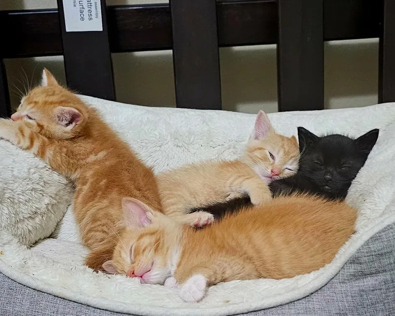 A baby small-sized female Orange & White Domestic Short Hair cat named Birdy for adoption in Pittsburgh, PA
