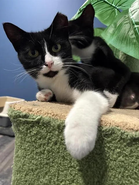 A young medium-sized female Domestic Short Hair cat named Rosie for adoption in Haw River, NC