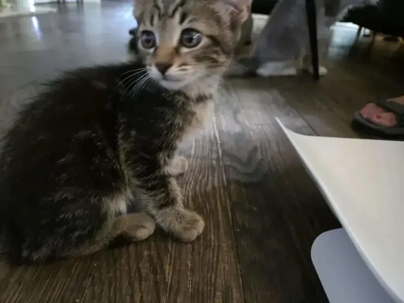 A baby small-sized male Domestic Short Hair cat named Osiris for adoption in Grand Rapids, MI