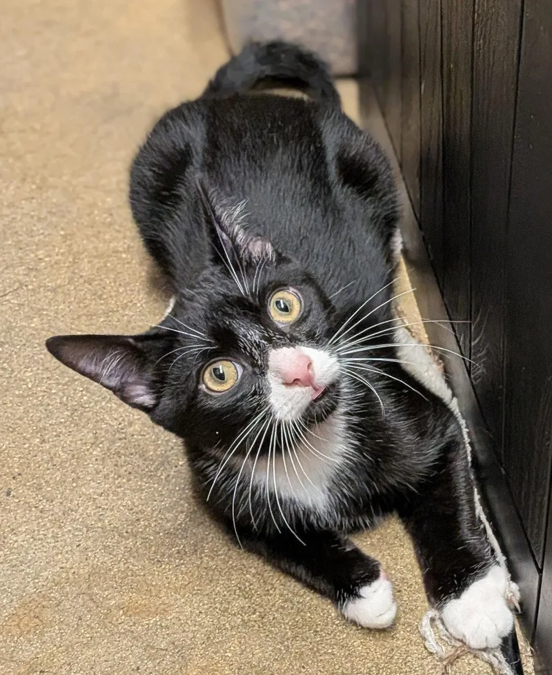 A young medium-sized male Domestic Short Hair cat named Oliver wArthurC for adoption in Greenville, DE
