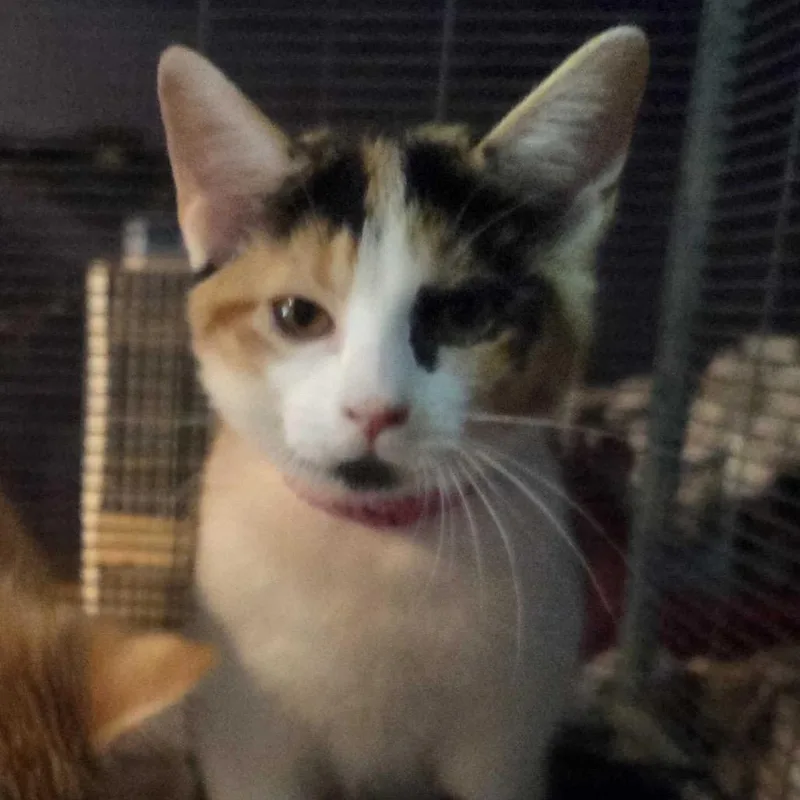 A baby small-sized female Calico Domestic Short Hair cat named Grace Lilly for adoption in Hanna City, IL