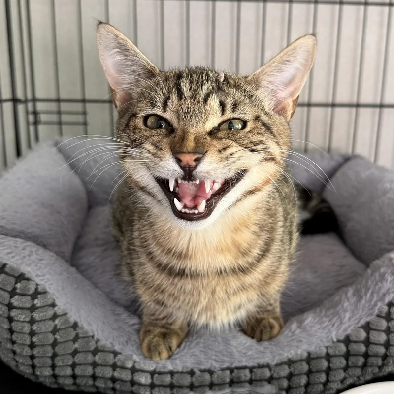 A baby medium-sized male Tabby (Buff / Tan / Fawn) Domestic Short Hair cat named Memphis for adoption in West Milford, NJ