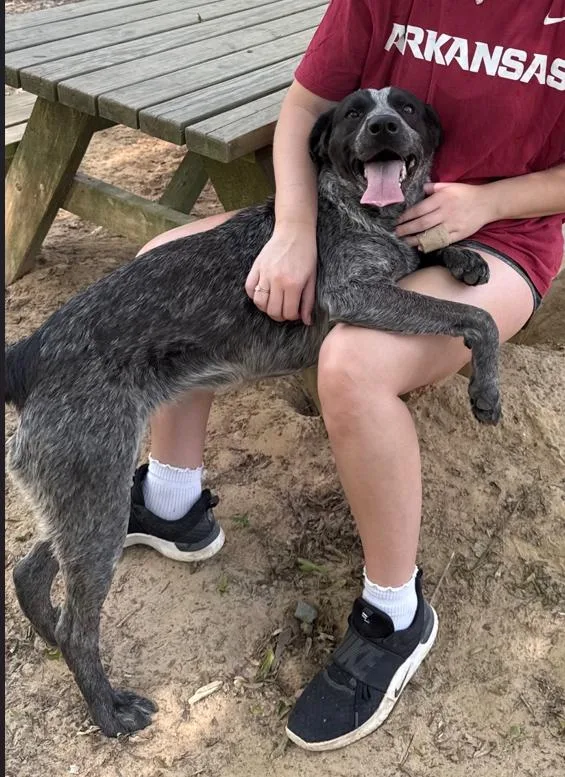 A young medium-sized female Black Pointer dog named Dixie for adoption in Ruston, LA