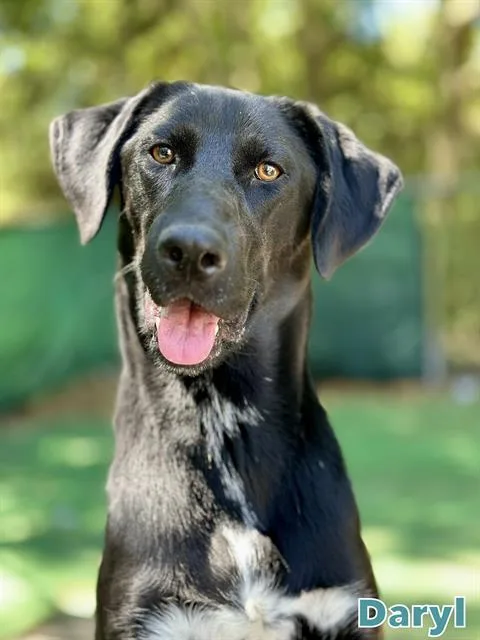 An adult large-sized male Labrador Retriever dog named Daryl for adoption in Fort Walton Beach, FL