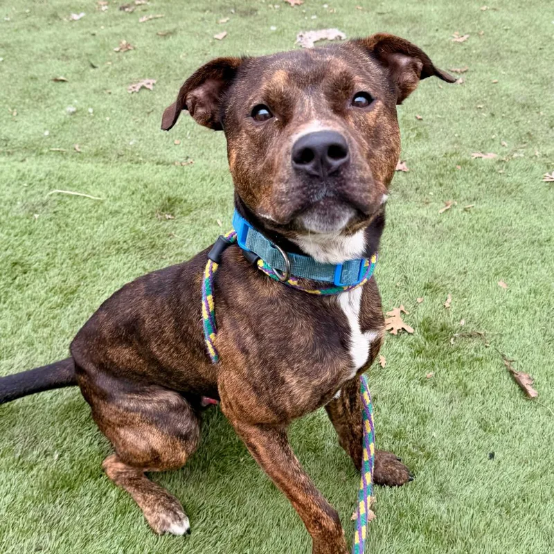An adult medium-sized male Brown / Chocolate Mixed Breed dog named Boone for adoption in Davenport, IA