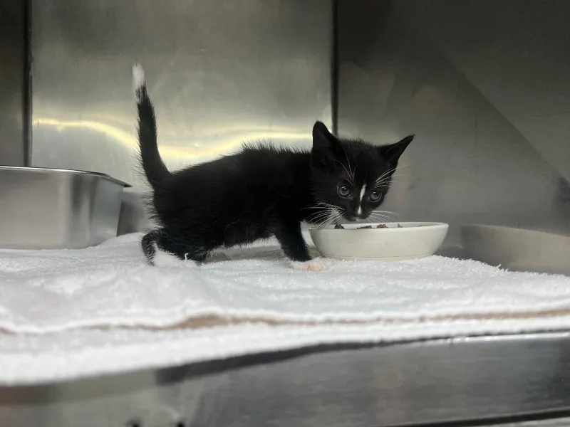 A baby small-sized female Domestic Short Hair cat named Rita for adoption in Murray, KY
