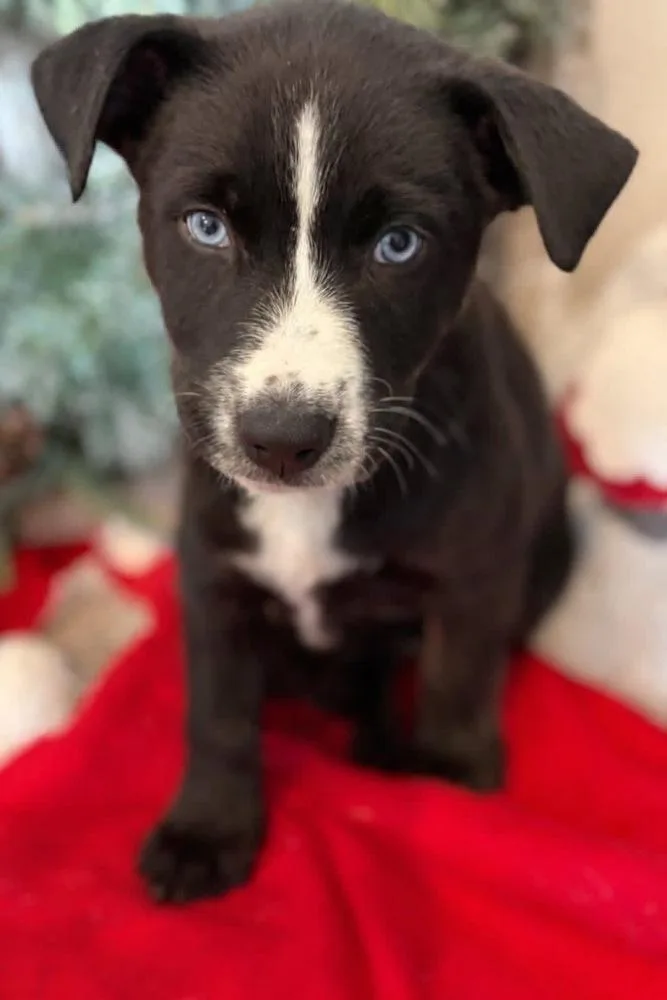 Romulus Roo thumbnail 2