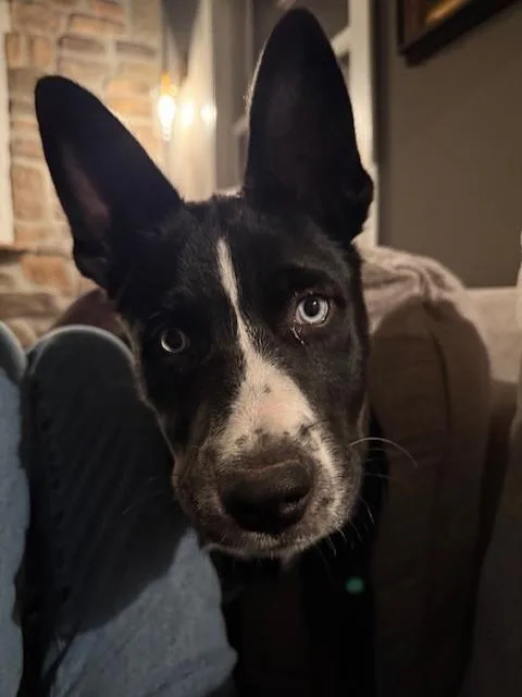 Romulus Roo thumbnail 3