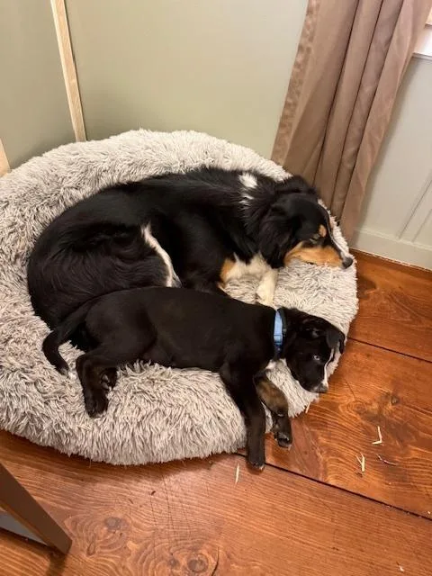 Romulus Roo thumbnail 4