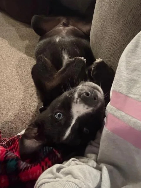 Romulus Roo thumbnail 5