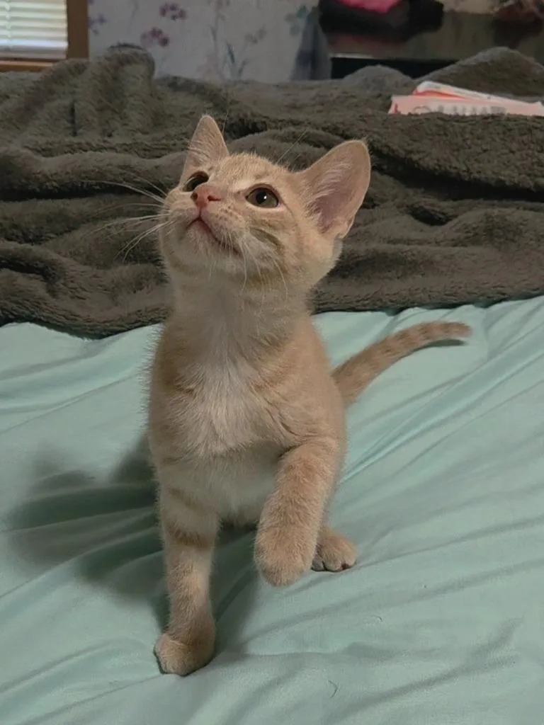 A baby medium-sized female Buff / Tan / Fawn Domestic Short Hair cat named Sprinkle for adoption in Shawnee, KS